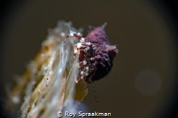 This resident of Edithburgh measuring about 5mm is sittin... by Roy Spraakman 